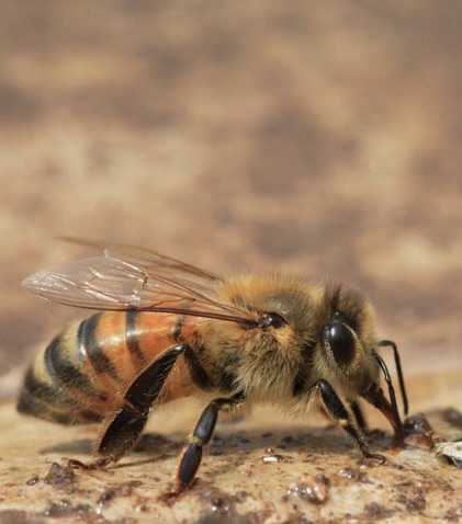 Bee