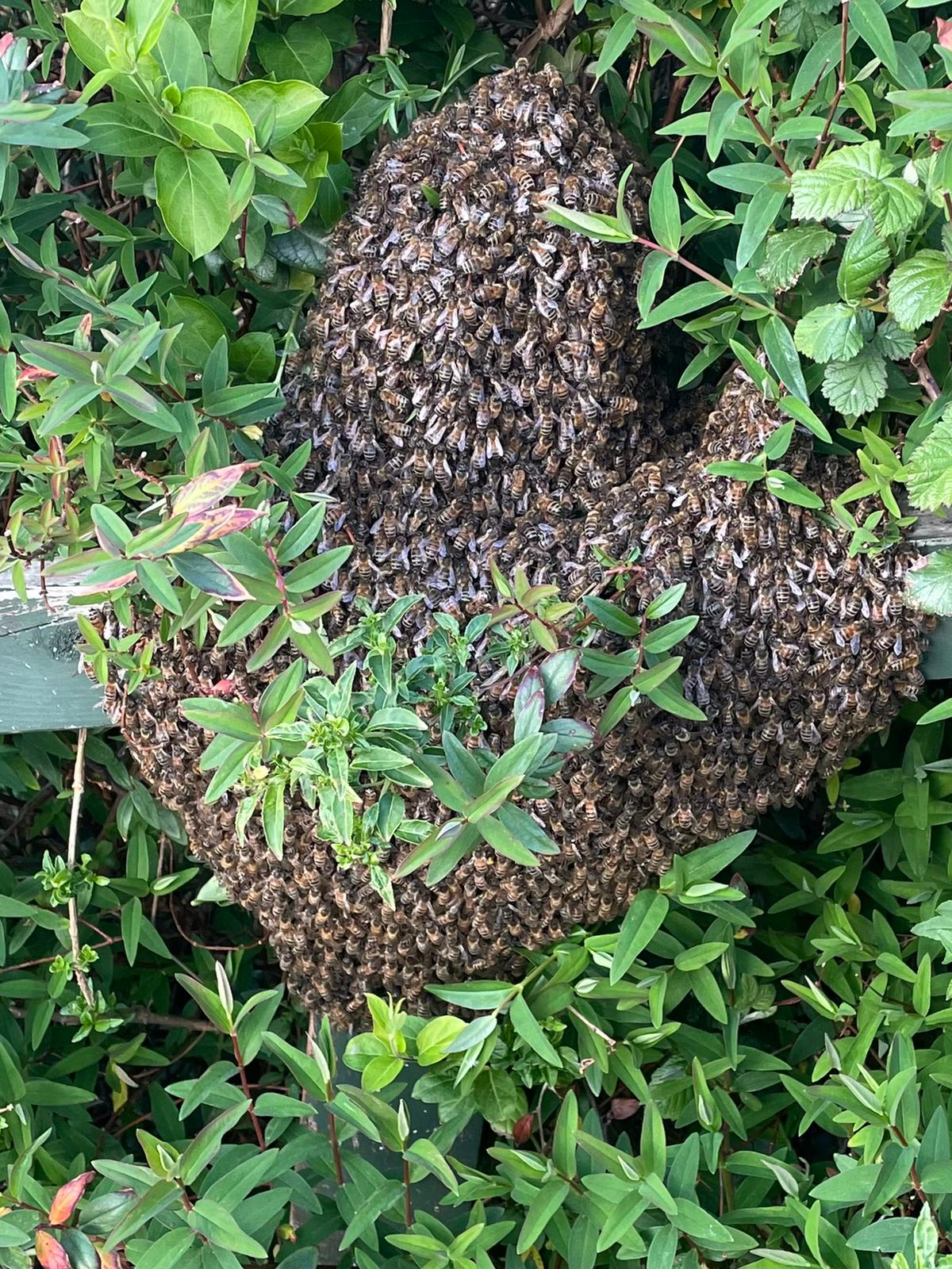 Bee Swarm Example